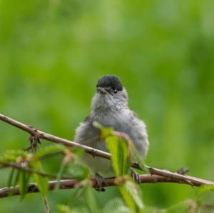 Blackcap