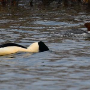 Common Merganser