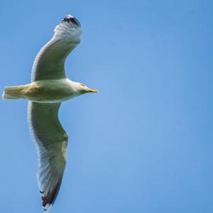 Yellow-legged Gull