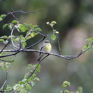 European Serin