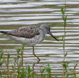 Common Greenshank