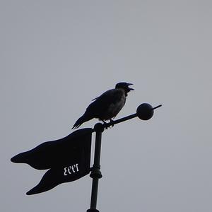 Hooded Crow