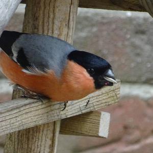 Eurasian Bullfinch