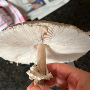 Unknown Species
