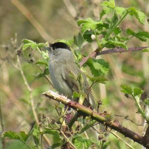 Blackcap