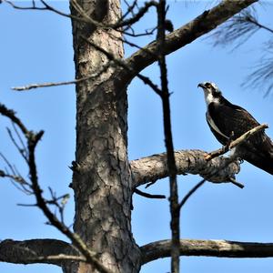 Osprey