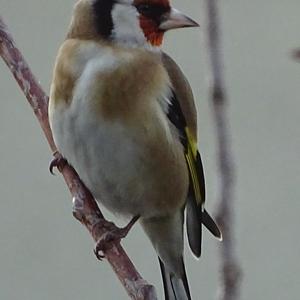 European Goldfinch