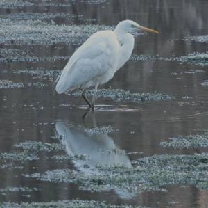 Great Egret