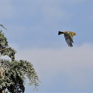 European Greenfinch