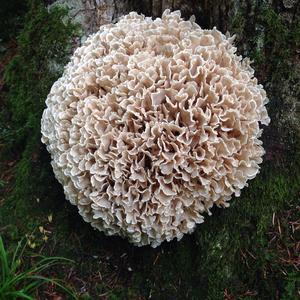 Eastern Cauliflower Mushroom