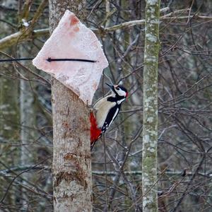 Great Spotted Woodpecker