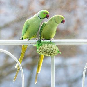 Rose-ringed Parakeet