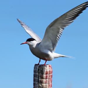 Common Tern