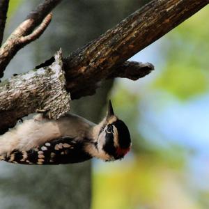 Downy Woodpecker