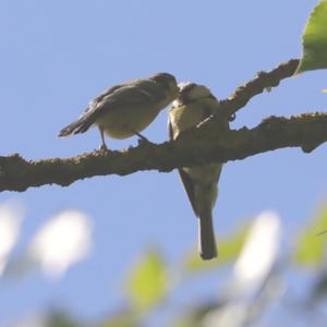 Blue Tit