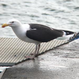 Great Black-backed Gull