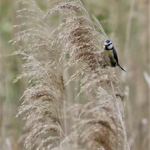 Blue Tit