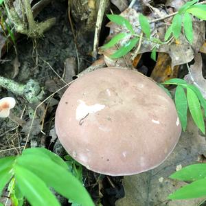 Bitter Bolete