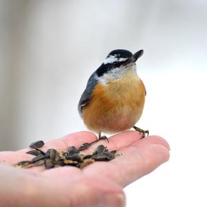 Red-breasted Nuthatch