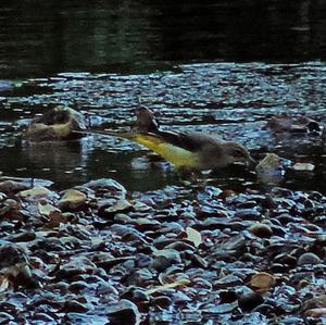 Grey Wagtail