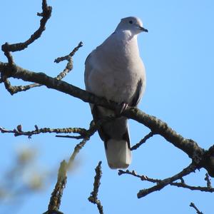 Eurasian Collared-dove