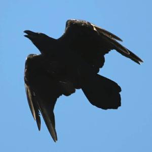 Common Raven