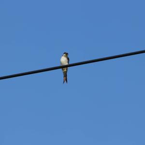 Northern House-martin