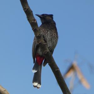 Red-vented Bulbul