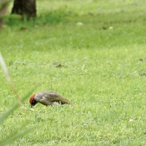 Eurasian Green Woodpecker