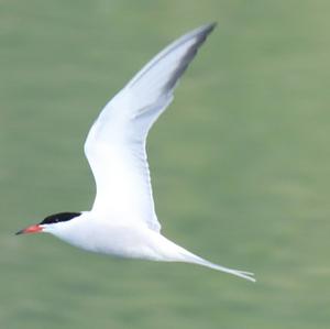 Common Tern