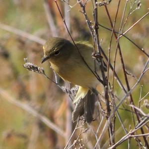 Common Chiffchaff