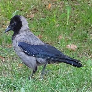 Hooded Crow