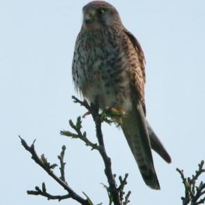 Common Kestrel