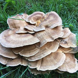 Black-staining Polypore