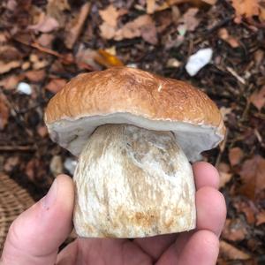 King Bolete