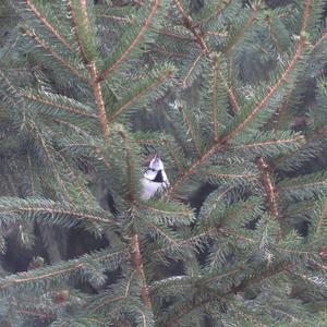 Crested Tit