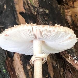 Shaggy Parasol