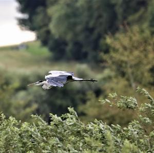 Grey Heron