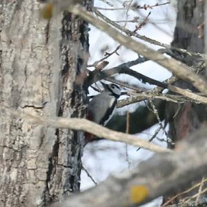 Great Spotted Woodpecker