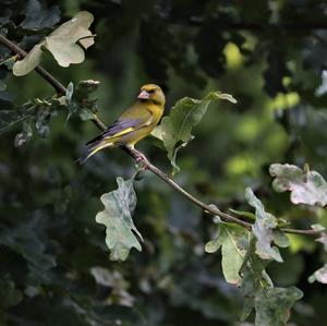 European Greenfinch