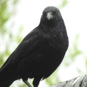 Common Raven