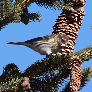 Common Redpoll