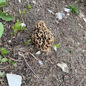 Yellow Morel