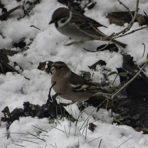 Eurasian Chaffinch