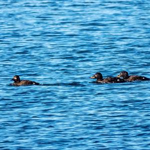 Velvet Scoter