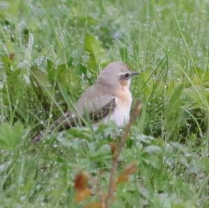 Northern Wheatear