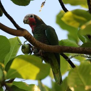 Cuban Amazon