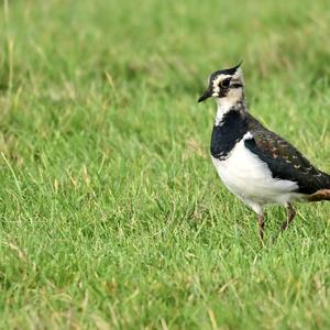 Northern Lapwing