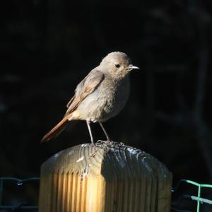 Black Redstart