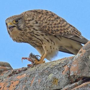 Common Kestrel